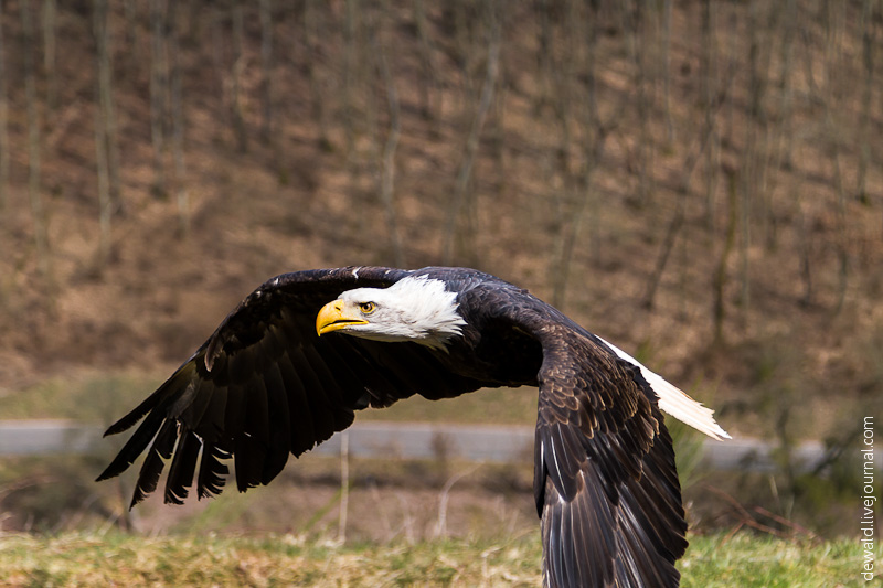 Парк хищных птиц в Германии