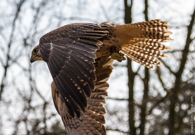 Парк хищных птиц в Германии
