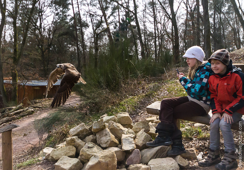 Парк хищных птиц в Германии