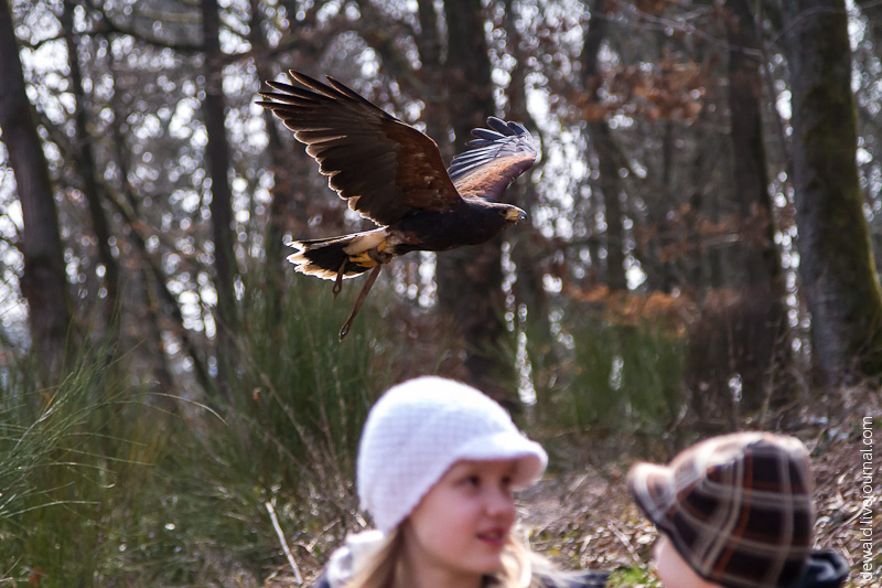 Парк хищных птиц в Германии
