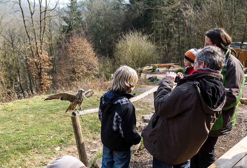 Парк хищных птиц в Германии