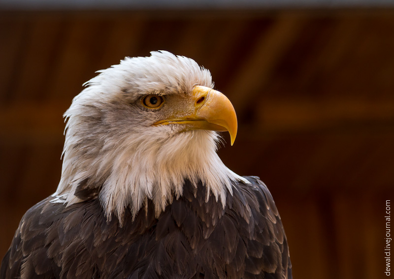 Парк хищных птиц в Германии