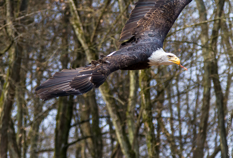 Парк хищных птиц в Германии