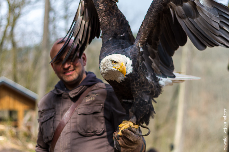 Парк хищных птиц в Германии