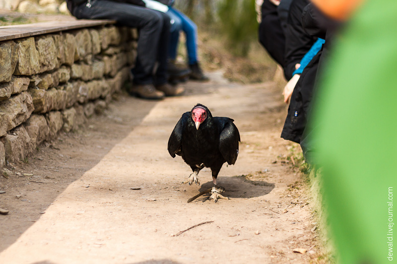Парк хищных птиц в Германии