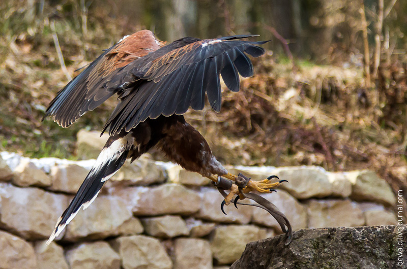 Парк хищных птиц в Германии