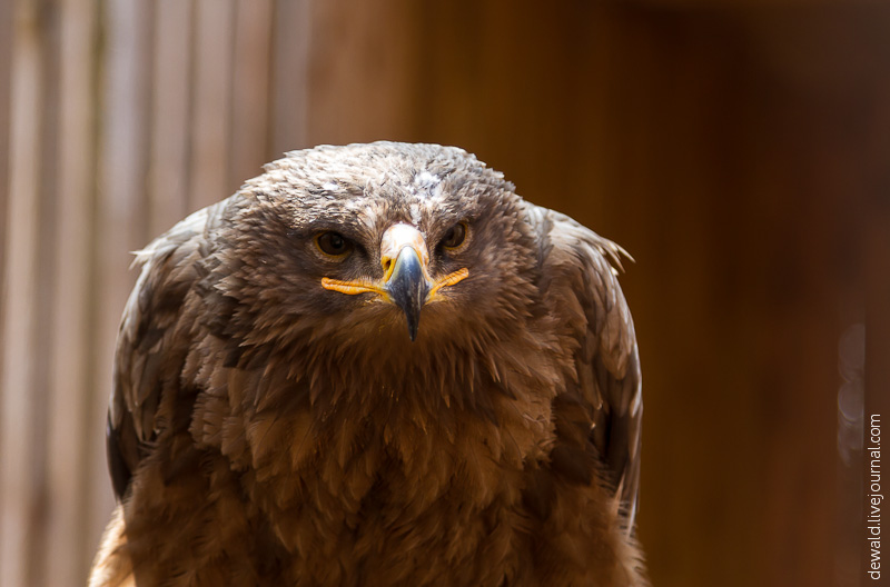 Парк хищных птиц в Германии