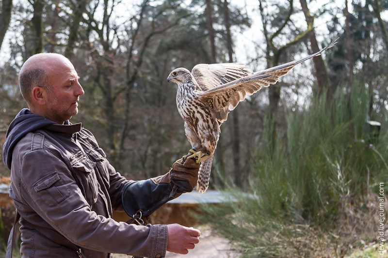 Парк хищных птиц в Германии