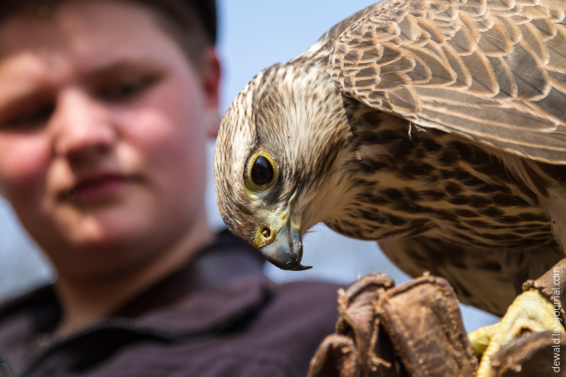 Парк хищных птиц в Германии