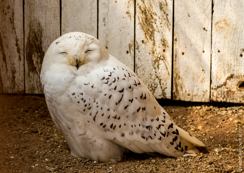 Парк хищных птиц в Германии