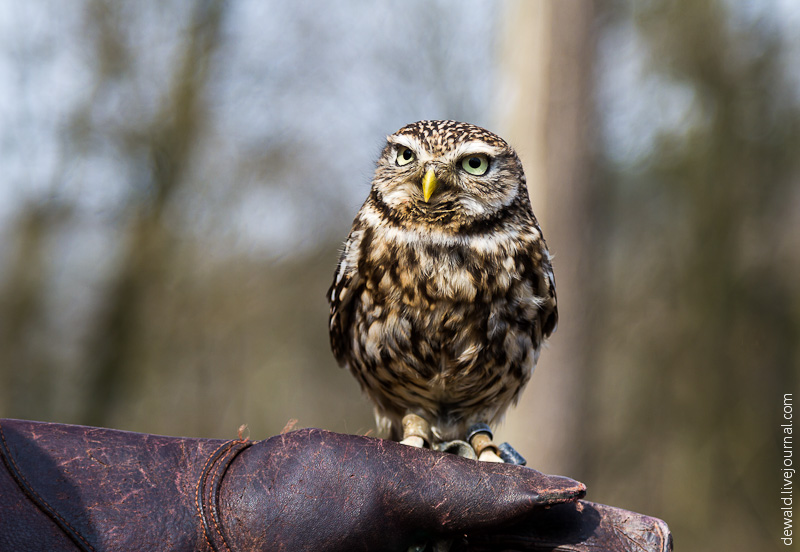 Парк хищных птиц в Германии
