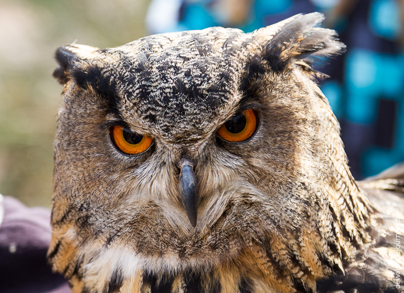 Парк хищных птиц в Германии