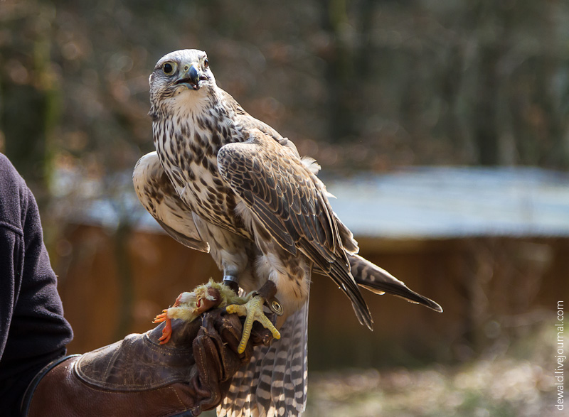 Парк хищных птиц в Германии