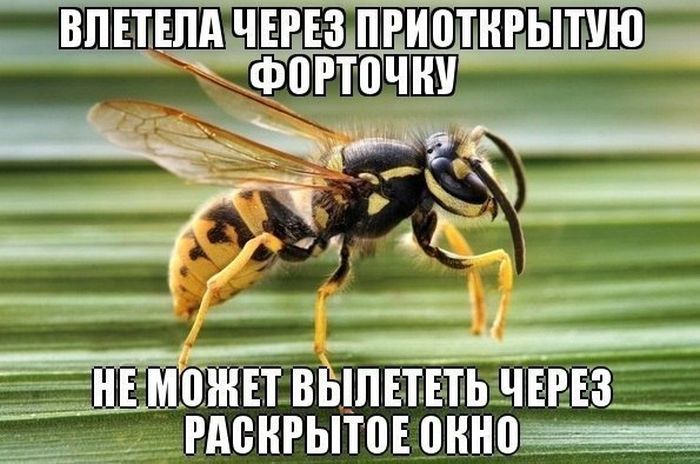 Порция картинок