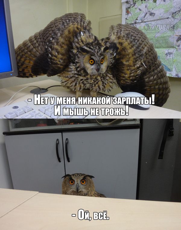 Порция картинок