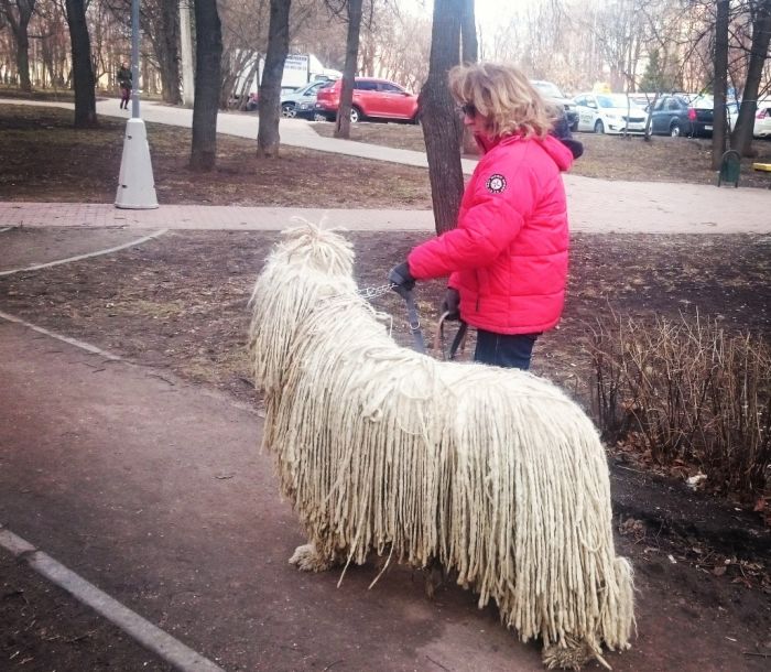 Порция картинок