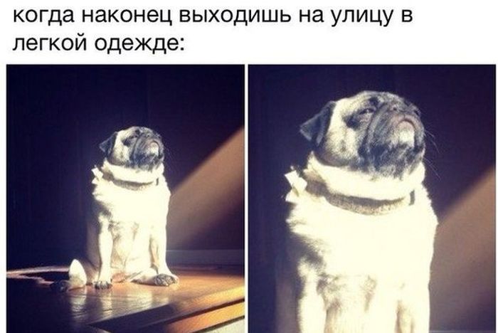 Порция картинок
