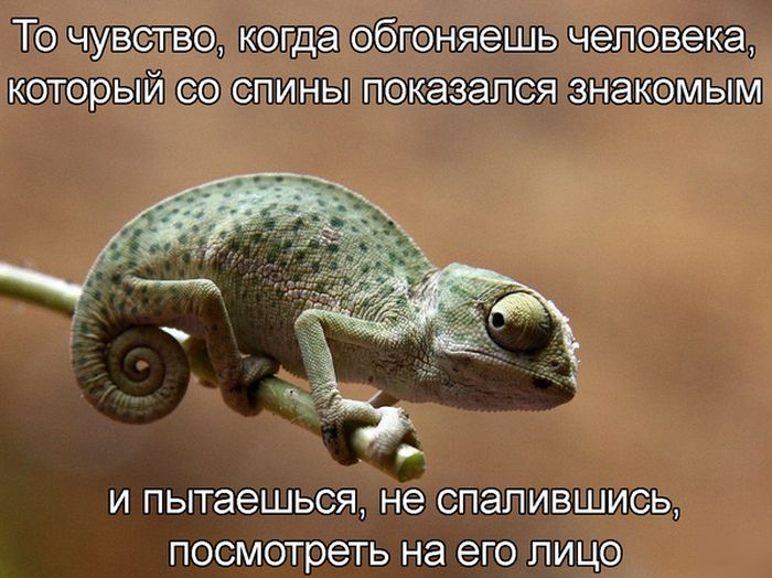 Порция картинок