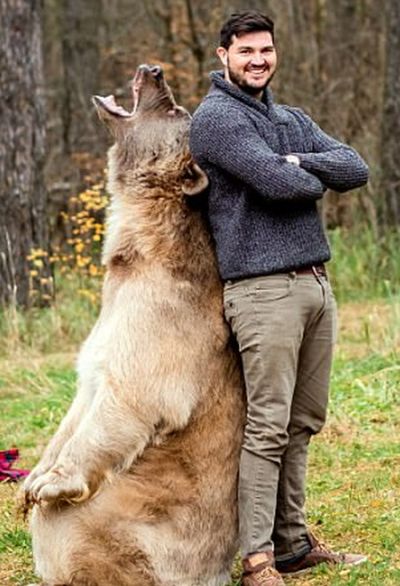 Фотосессия с медведем в лесу