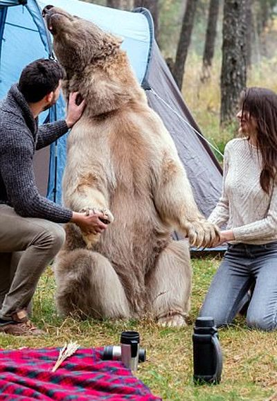 Фотосессия с медведем в лесу