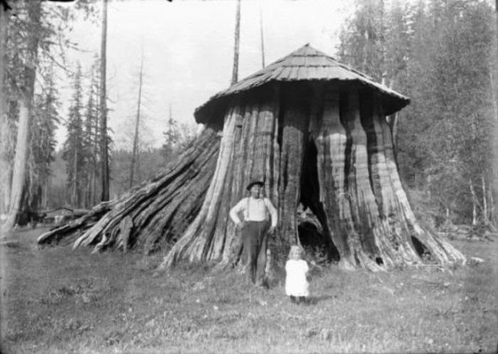 Дома-пни американских переселенцев XIX века