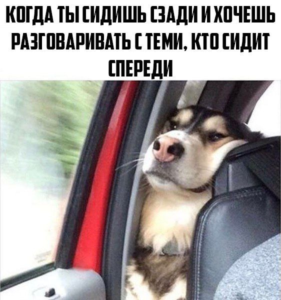 Прикольные картинки
