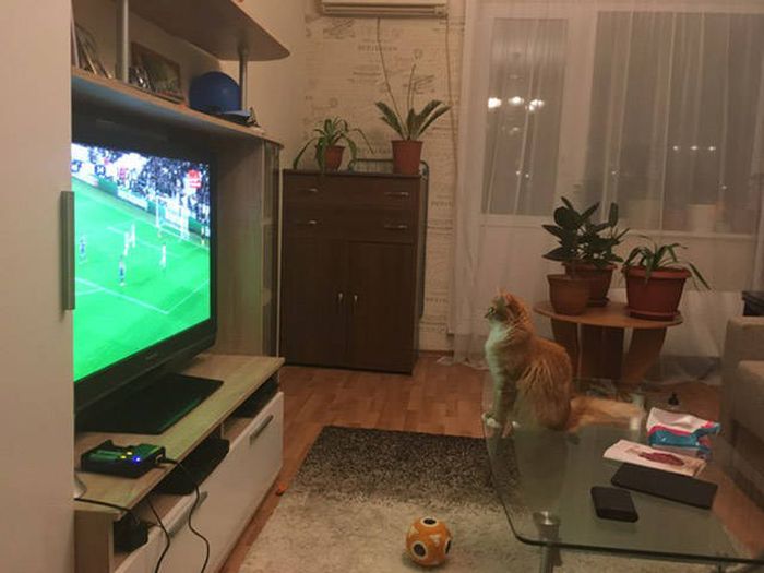 Прикольные картинки