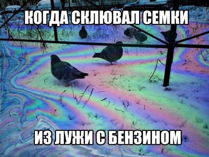 Прикольные картинки