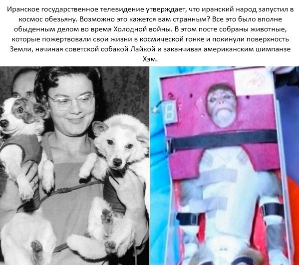 Как животные покоряли космос