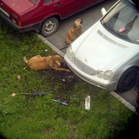 Прикольные картинки