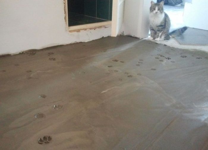 Прикольные картинки