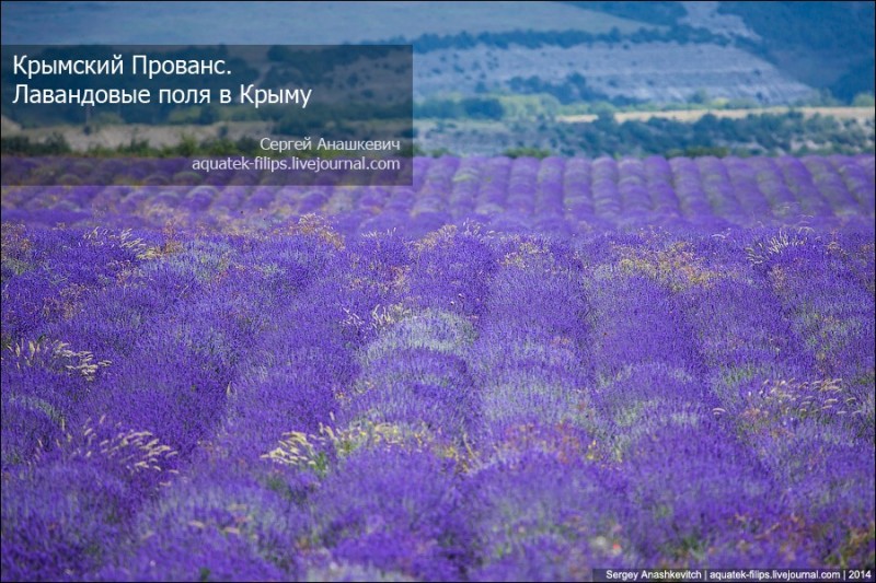 Крымский Прованс. Лавандовые поля в Крыму