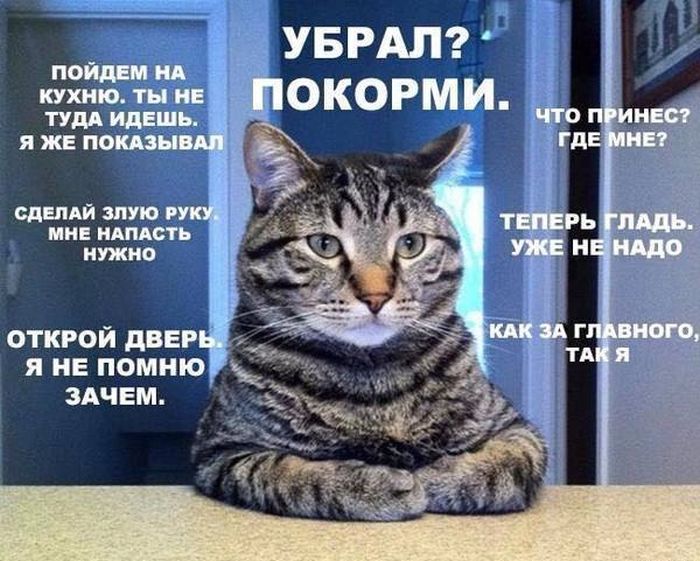 Порция картинок
