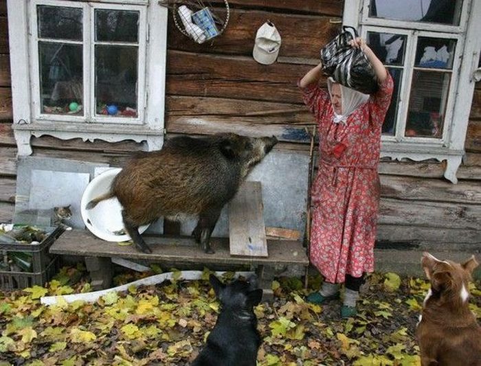 Порция картинок
