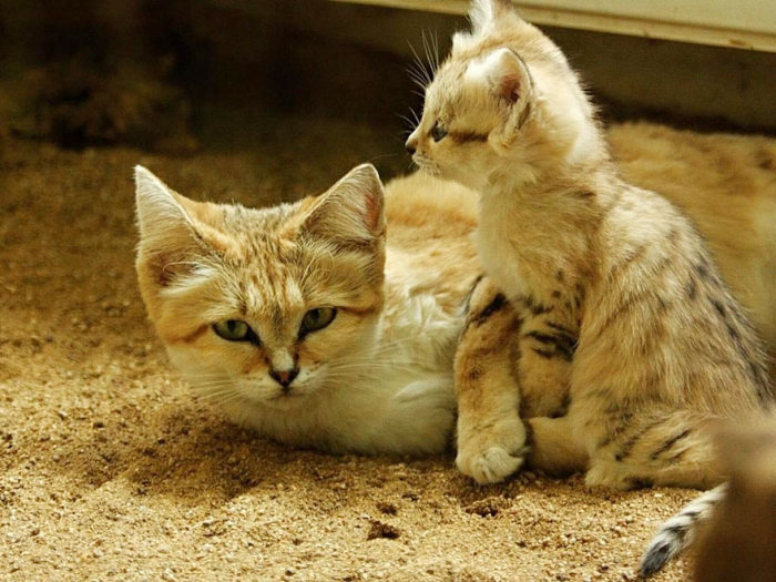 Барханный кот всегда остается похожим на котенка