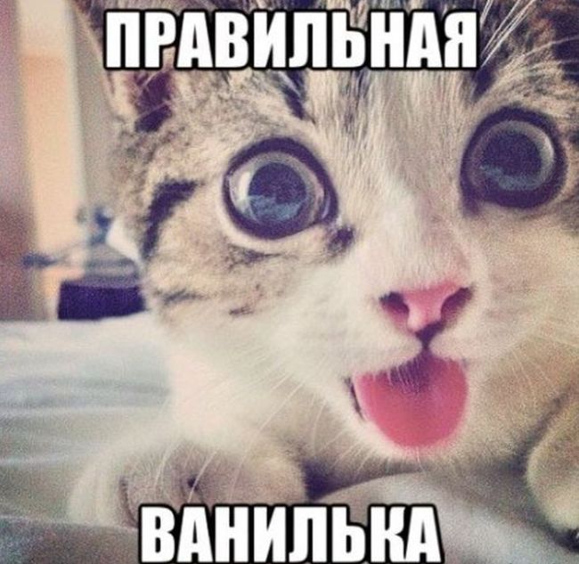 Смешные картинки с надписями