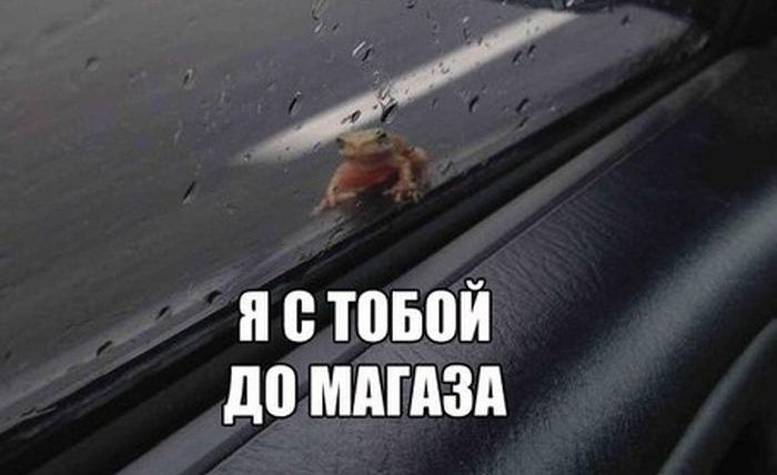 Смешные картинки с надписями