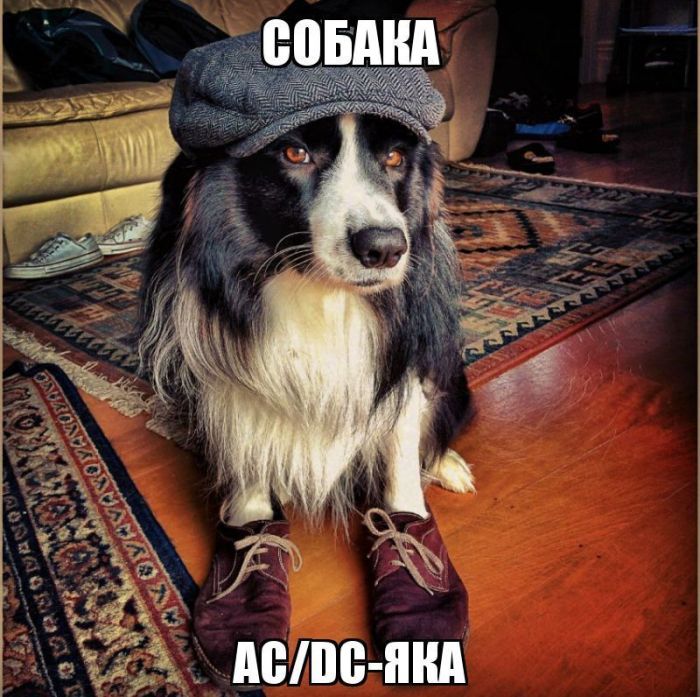 Смешные картинки с надписями