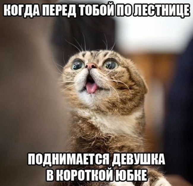 Смешные картинки с надписями