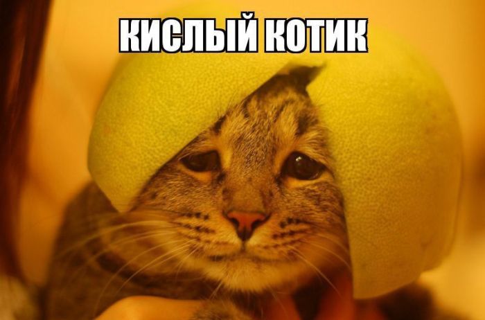 Смешные картинки с надписями
