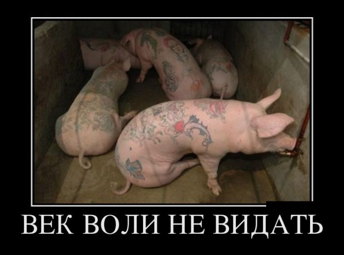 Демотиваторы