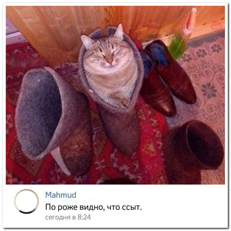 Забавные комментарии из социальных сетей