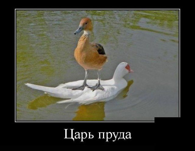 Демотиваторы