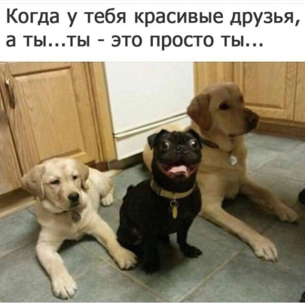 Прикольные картинки