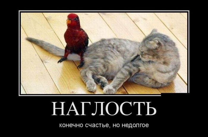 Демотиваторы