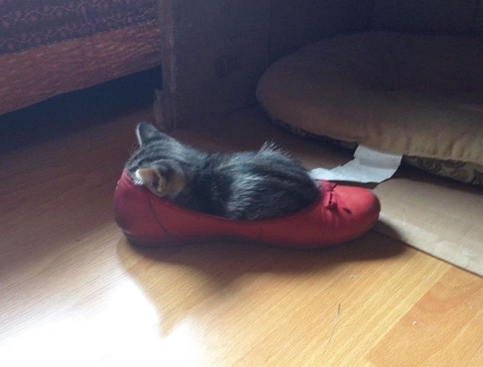25 кошек, которые любят сидеть в самых не подходящих для этого местах