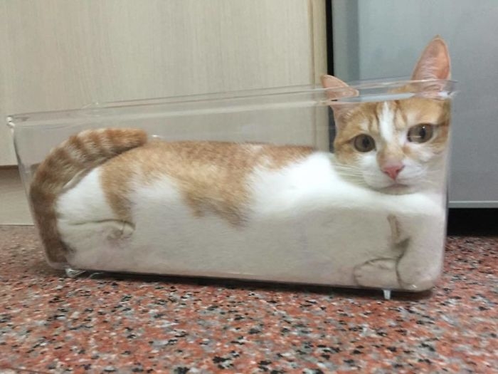 25 кошек, которые любят сидеть в самых не подходящих для этого местах