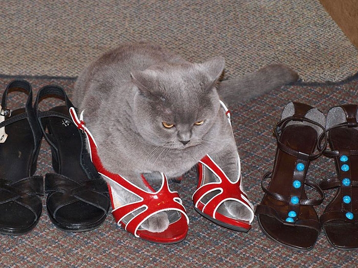 25 кошек, которые любят сидеть в самых не подходящих для этого местах