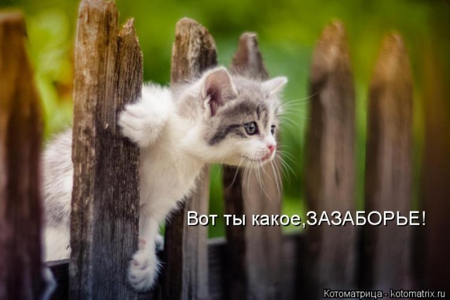Лучшие котоматрицы недели
