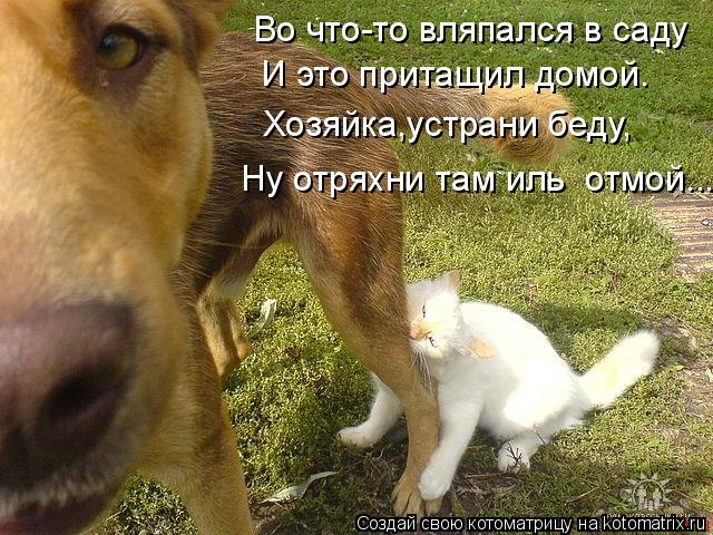 Лучшие котоматрицы недели